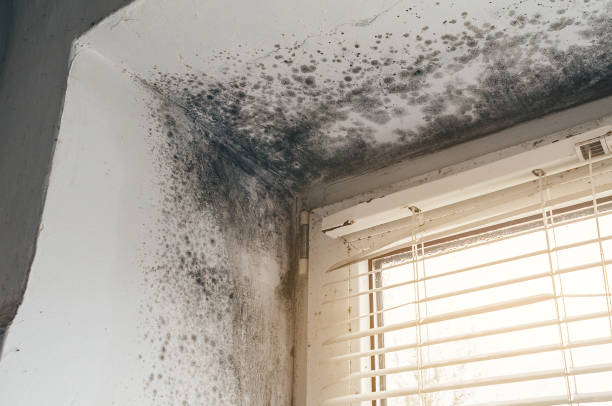 Affordable Bathroom Mold Removal solutions in Livingston, TX